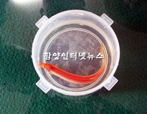 화성인터넷신문] 함양서 행운상징 붉은 미꾸라지 발견