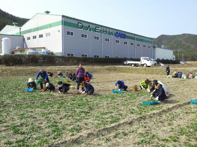 크기변환_s-고성읍주민자치위원회_생명환경시금치_첫_수확1