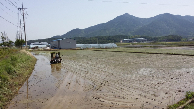 크기변환_고성군_생명환경농업단지_첫_모내기_실시