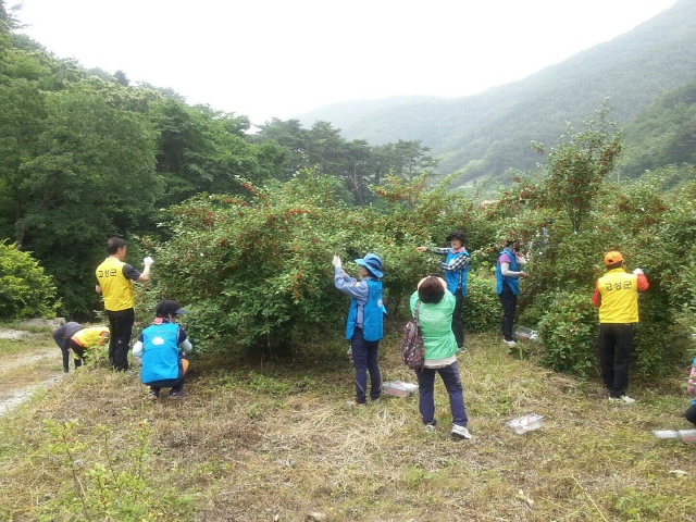 크기변환_고성군·진주시자원봉사단체협의회,_상리면_보리수_농가_수확_도와(1)