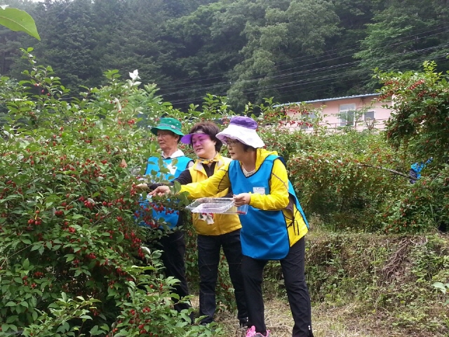 크기변환_고성군·진주시자원봉사단체협의회,_상리면_보리수_농가_수확_도와(2)