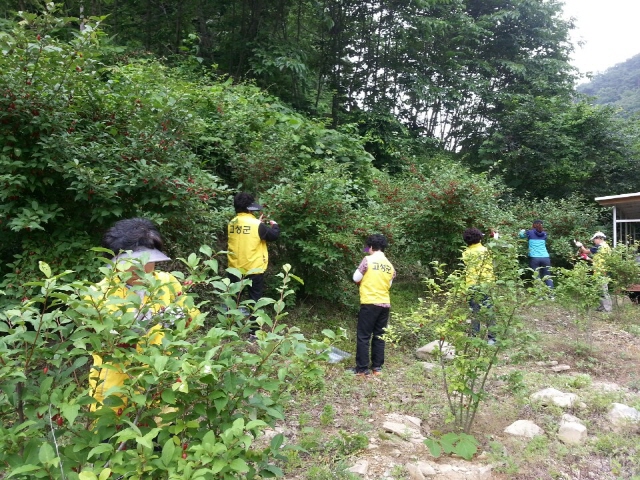 크기변환_고성군·진주시자원봉사단체협의회,_상리면_보리수_농가_수확_도와(3)