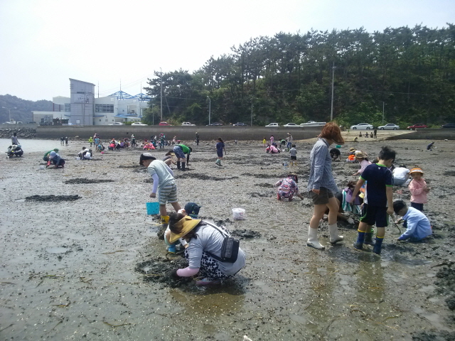 크기변환_고성읍주민자치위원회,_걸어서_갯벌가자’생태체험_행사_가져(2)