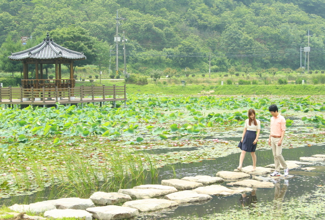 크기변환_고성_상리연꽃공원(2)