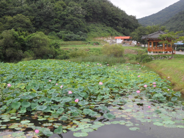 크기변환_개천면_연꽃동산_전경