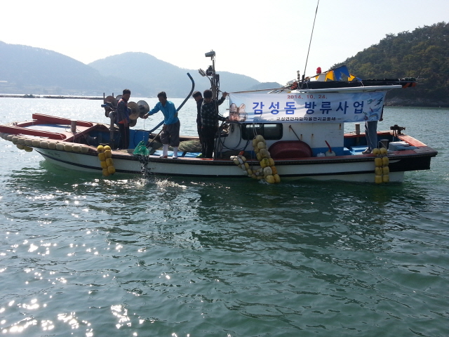 640고성연안자망자율관리공동체, 감성돔 치어 방류(2)