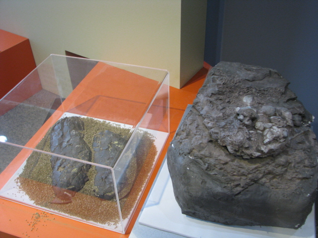 64(좌)목포자연사박물관 대여 공룡알 화석 (우)고성월평리 거북알 화석