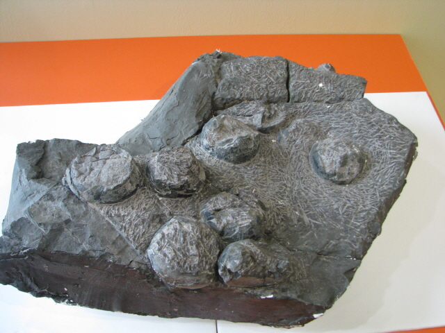 64고성 월평리 산출 공룡알 화석