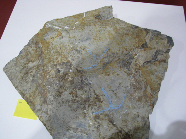64고성 죽례리 산출 새발자국화석