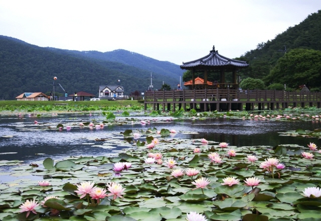 640상리연꽃공원.jpg