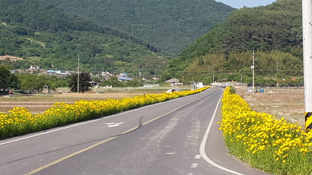 640고성군 개천면 금계국 절정, 황금색 향연(1).jpg