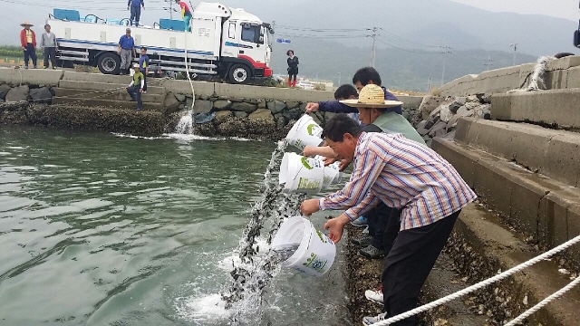 640고성군, 감성돔·돌돔 우량종묘 43만 7천마리 방류(1).jpg