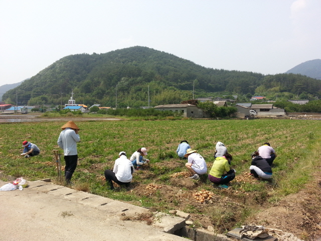 600고성군 마암면 농촌일손돕기(3).jpg