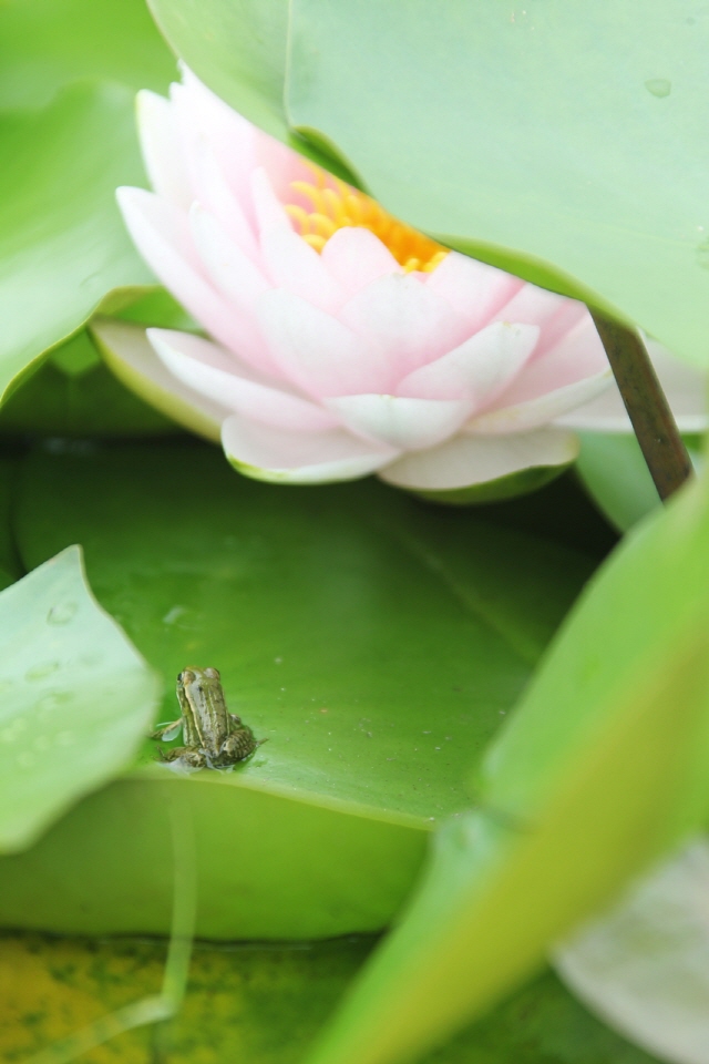 700상리연꽃공원 비를 피하는 개구리.jpg