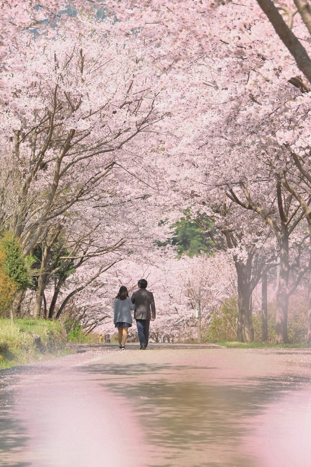 고성의 벚꽃 명소, 만개한 벚꽃으로 봄기운 가득! (영현면 연화2구 벚꽃길) (2).jpg