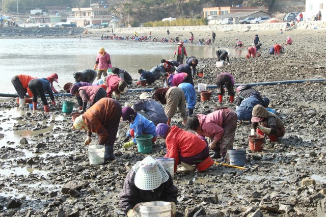 하일면, 바지락캐기 체험 인기 (2).JPG