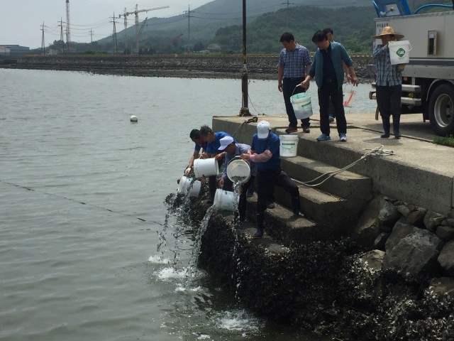 고성군, 감성돔 우량종자 22만 2천마리 방류.JPG