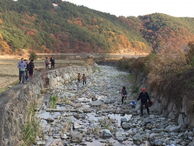 고성 대가면 양화마을, 다슬기 방류 (1).jpg