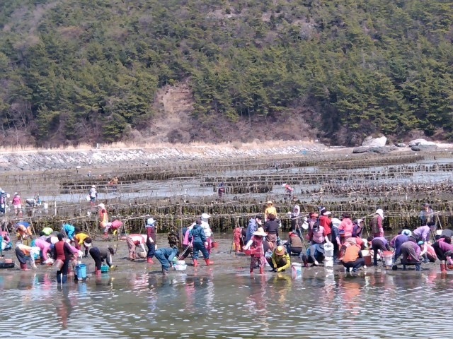 고성 삼산면 해명마을, 바지락 캐기 체험 ‘성황’ (1).jpg