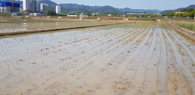 경남 고성군, 조생종 벼 첫 모내기 (2).jpg