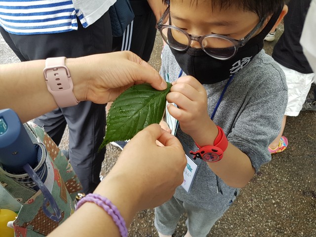 고성공룡박물관 가족 프로그램_벚나무 관찰.jpg