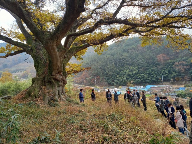 2-2 금산리 팽나무 보호수 지정.jpg