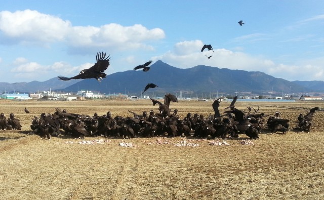 1-1 고성 관광 문체부 2021년 지역특화 관광콘텐츠 공모에 2개 사업 선정-날아라 고성독수리.jpg