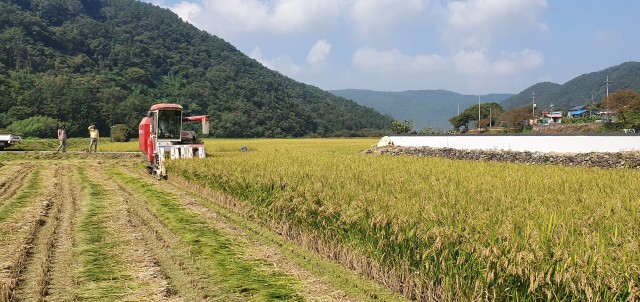 1-2 영현면, 기능성 쌀 생산단지 수확 한창.jpg