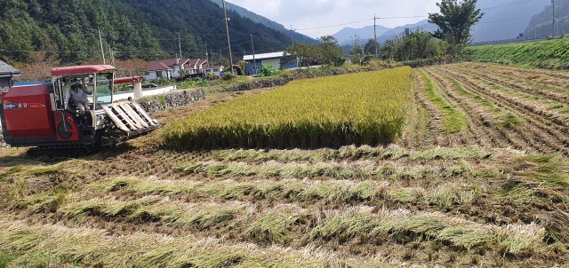 1-1 영현면, 기능성 쌀 생산단지 수확 한창.jpg