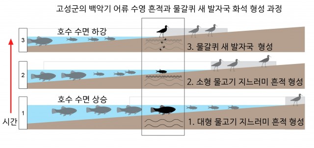 5. 고성군 백악기 어류 수영 흔적과 물갈퀴 새 발자국 화석 형성 과정.jpg