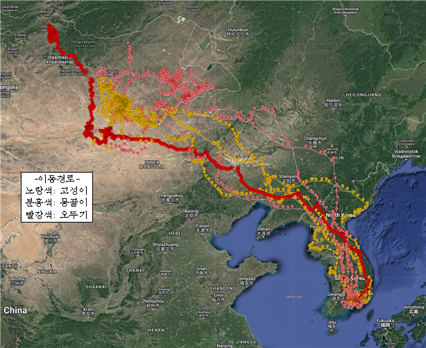 1-2 고성군, 몽골에서 천연기념물 독수리 실태조사 진행_독수리이동경로(20220530현재).png