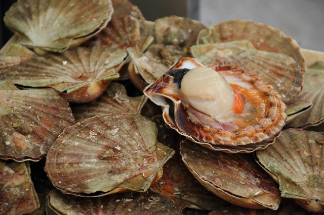 shellfish-523622_1920.jpg