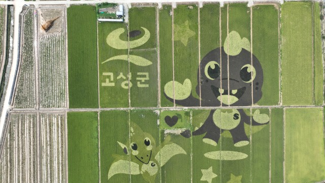 3-2 고성 안뜰 경관농업 가을 축제 9월 27일 개막.jpg