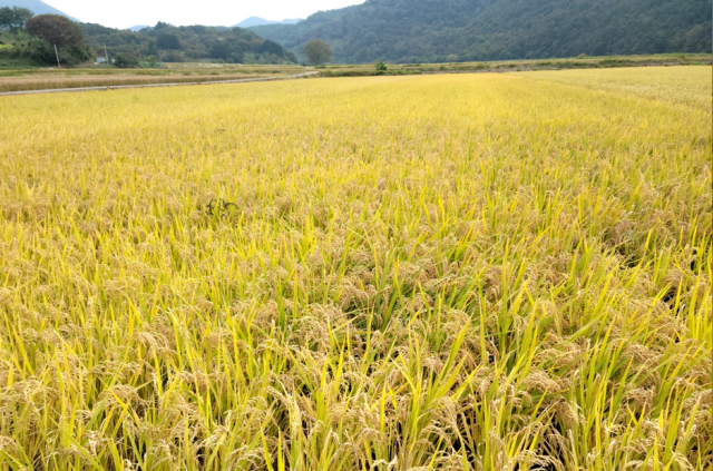 6-1 고품질 고성 쌀 대표품종 브랜드명 공모.PNG