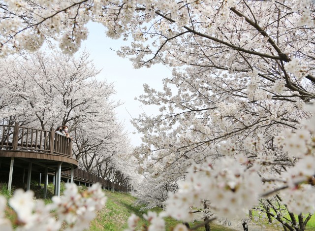 (밀양)삼문동벚꽃길.JPG