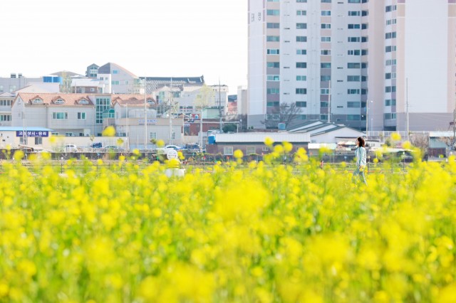 안뜰 유채꽃.jpg